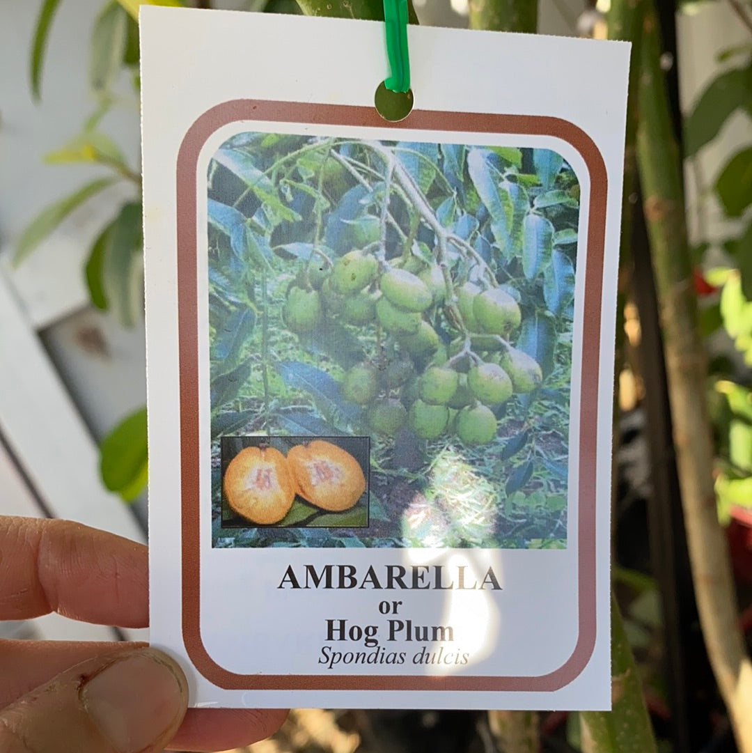 Hog Plum / Ambarella