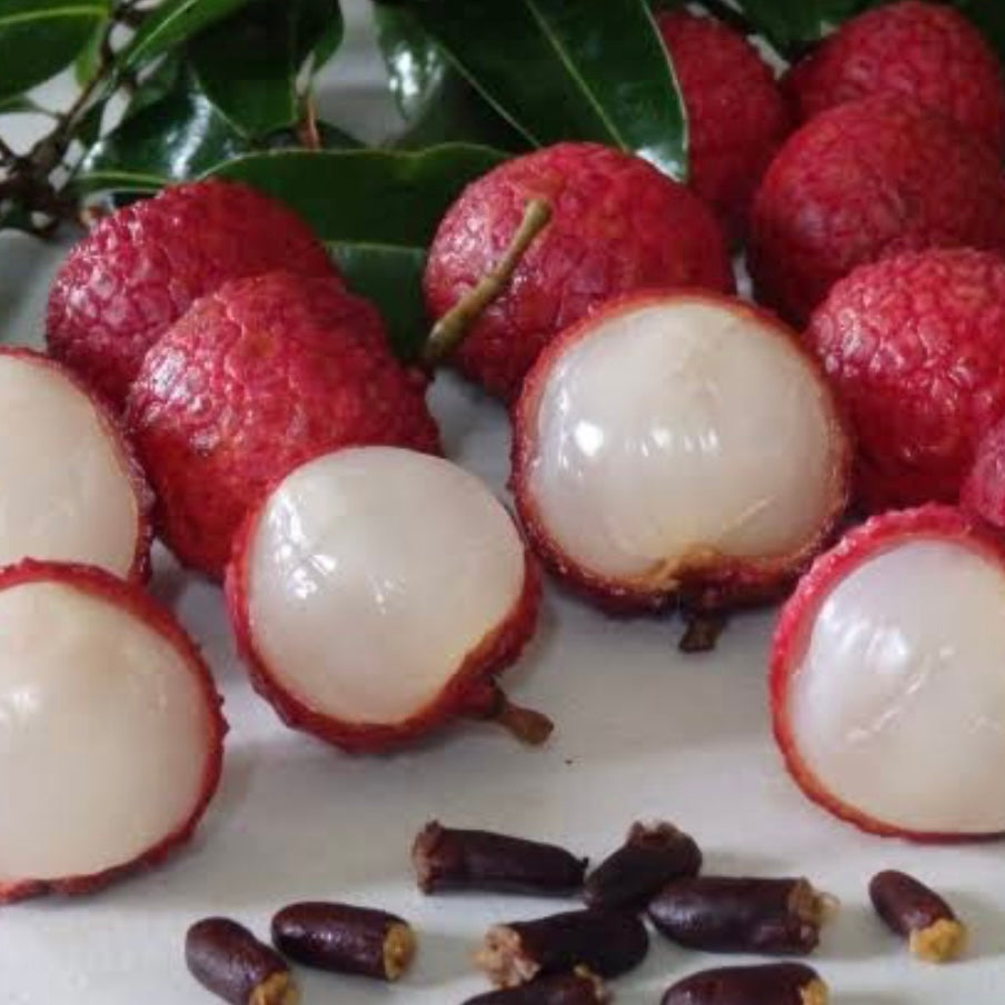Semi Dwarf Lychee - Salathiel