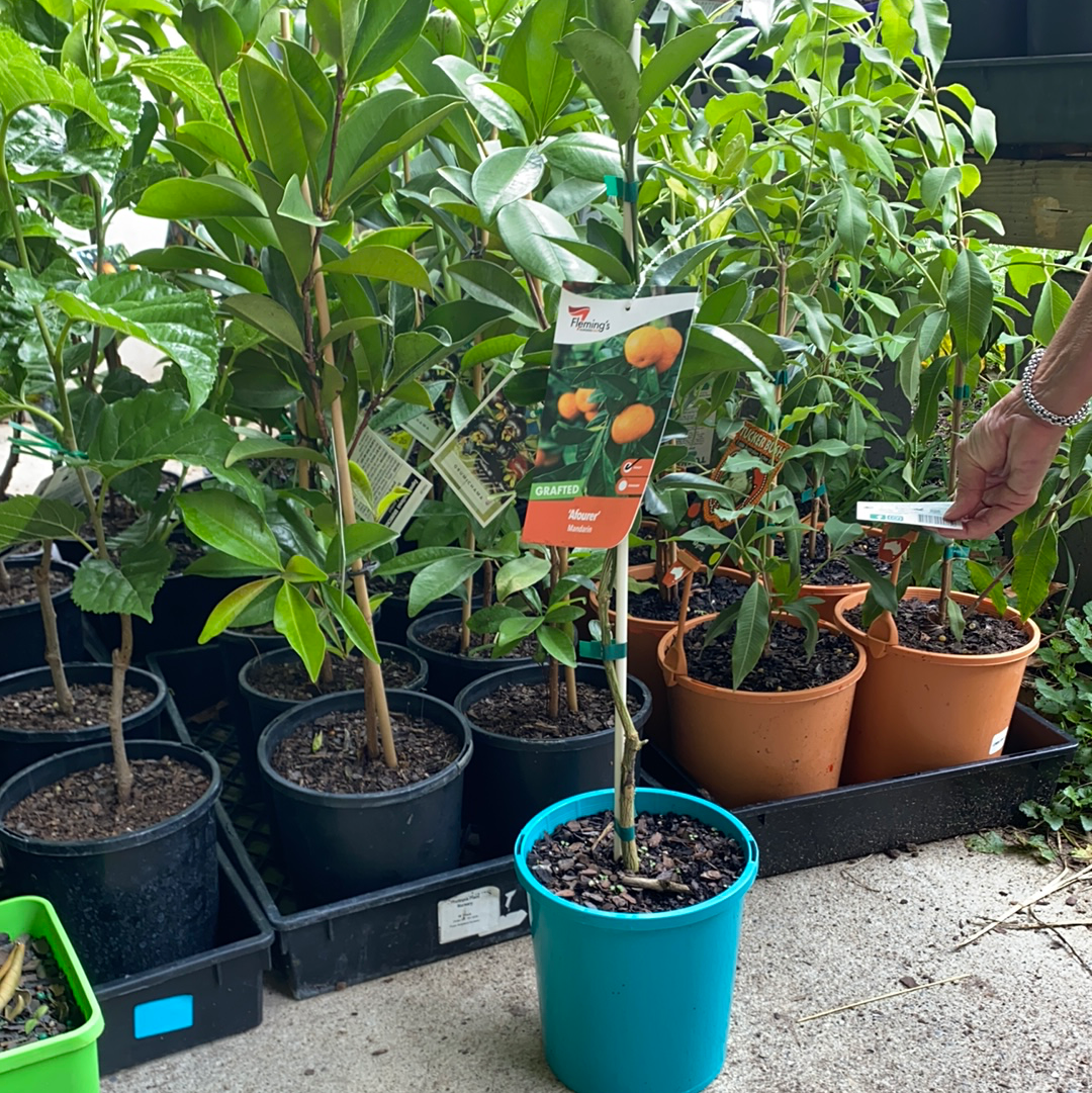 Dwarf Mandarin- Afourer QLD ONLY