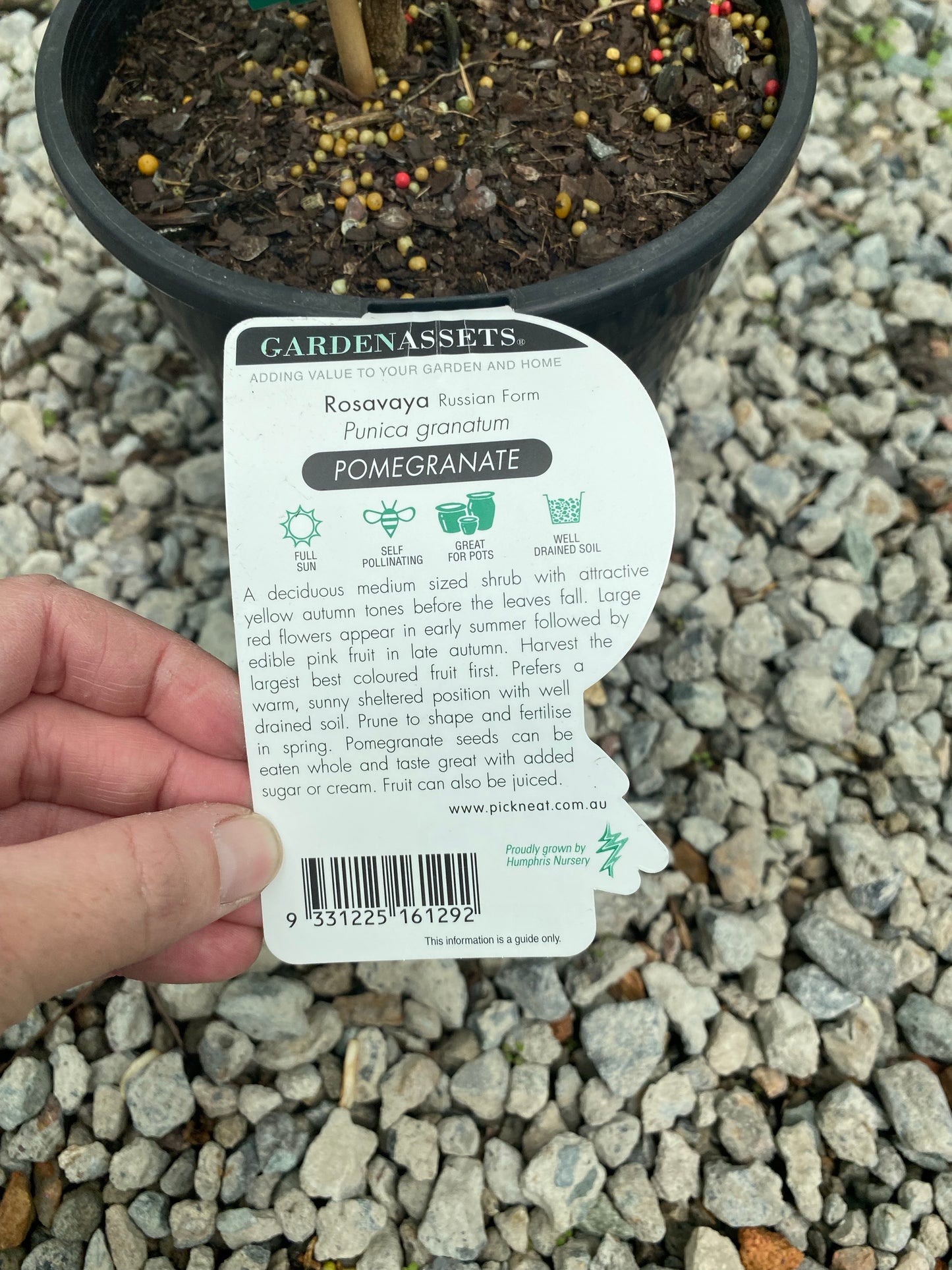 Pomegranate - Rosavaya