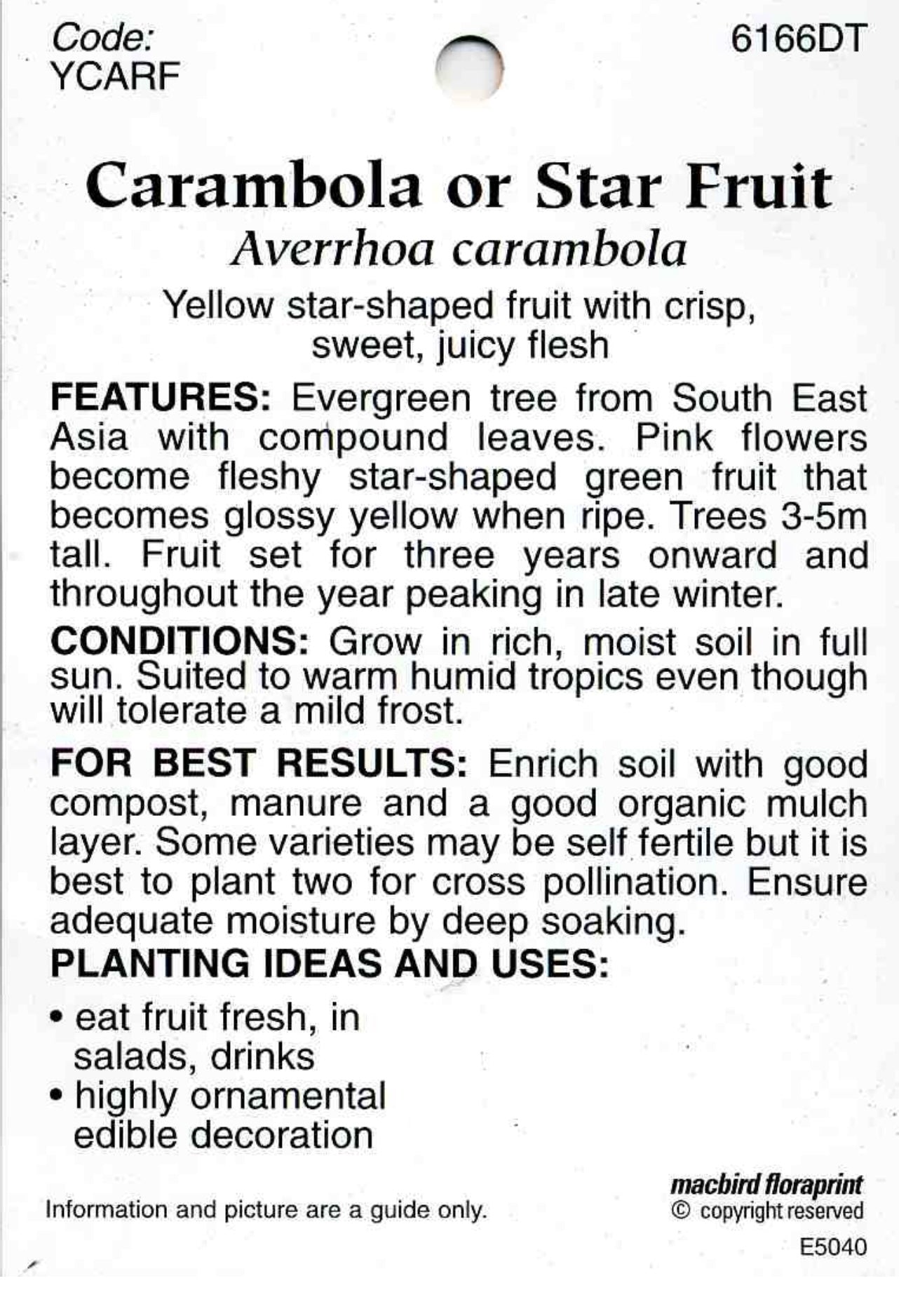 Star Fruit / Carambola