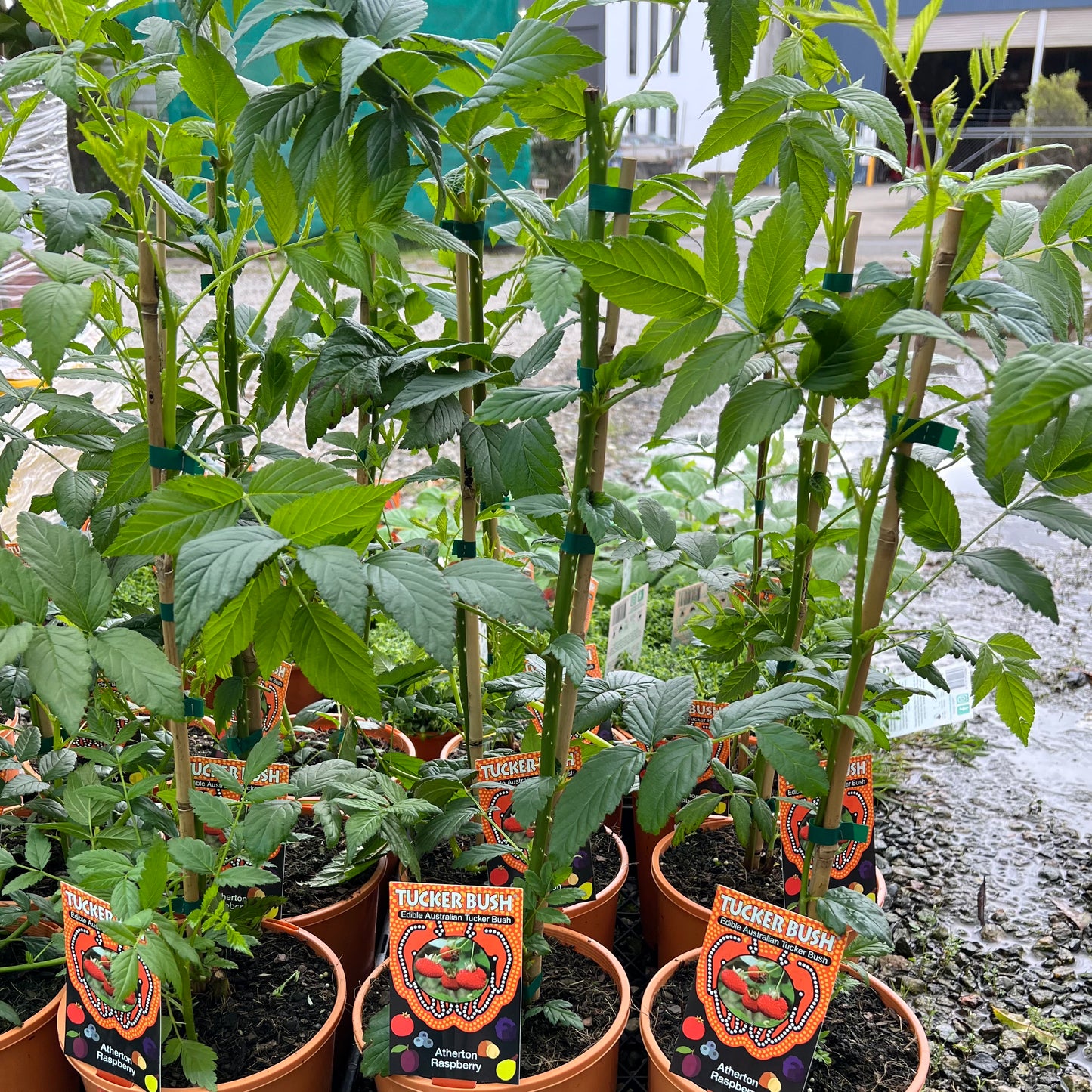 Raspberry - Atherton