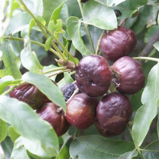 Burdekin Plum