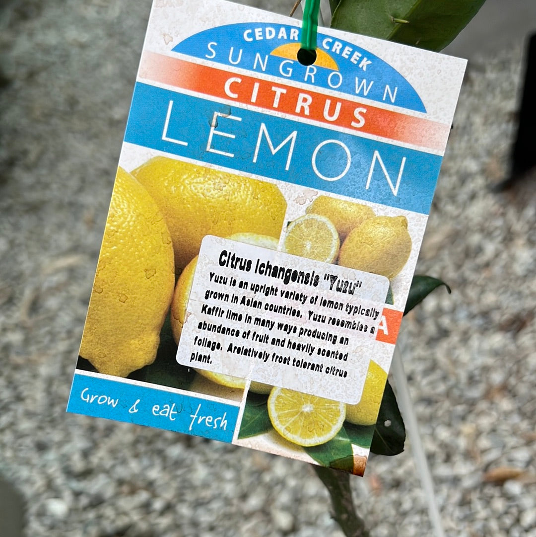 Lemon - Yuzu RESTRICTED TO QLD