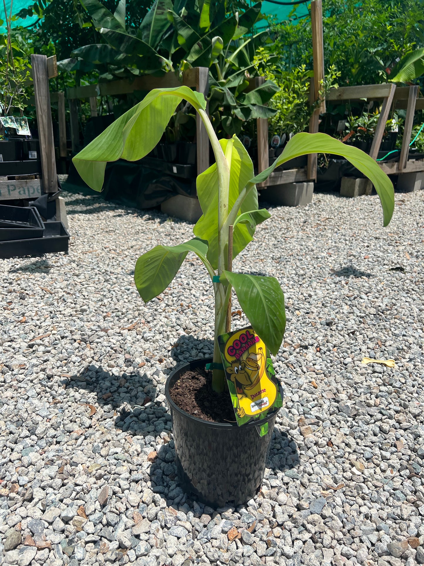 Banana - Dwarf Duccase / Sugar Banana QLD ONLY