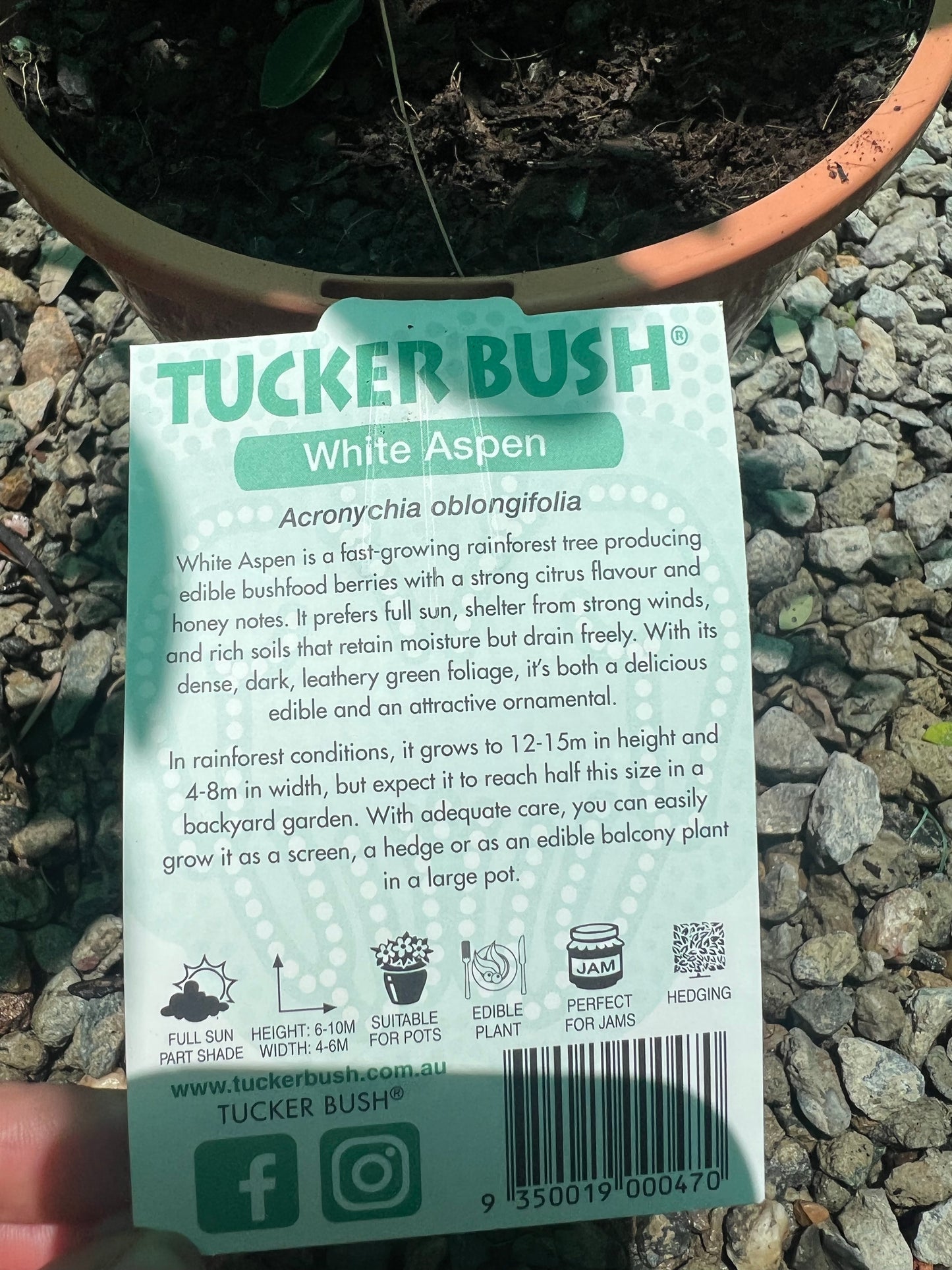 White Aspen