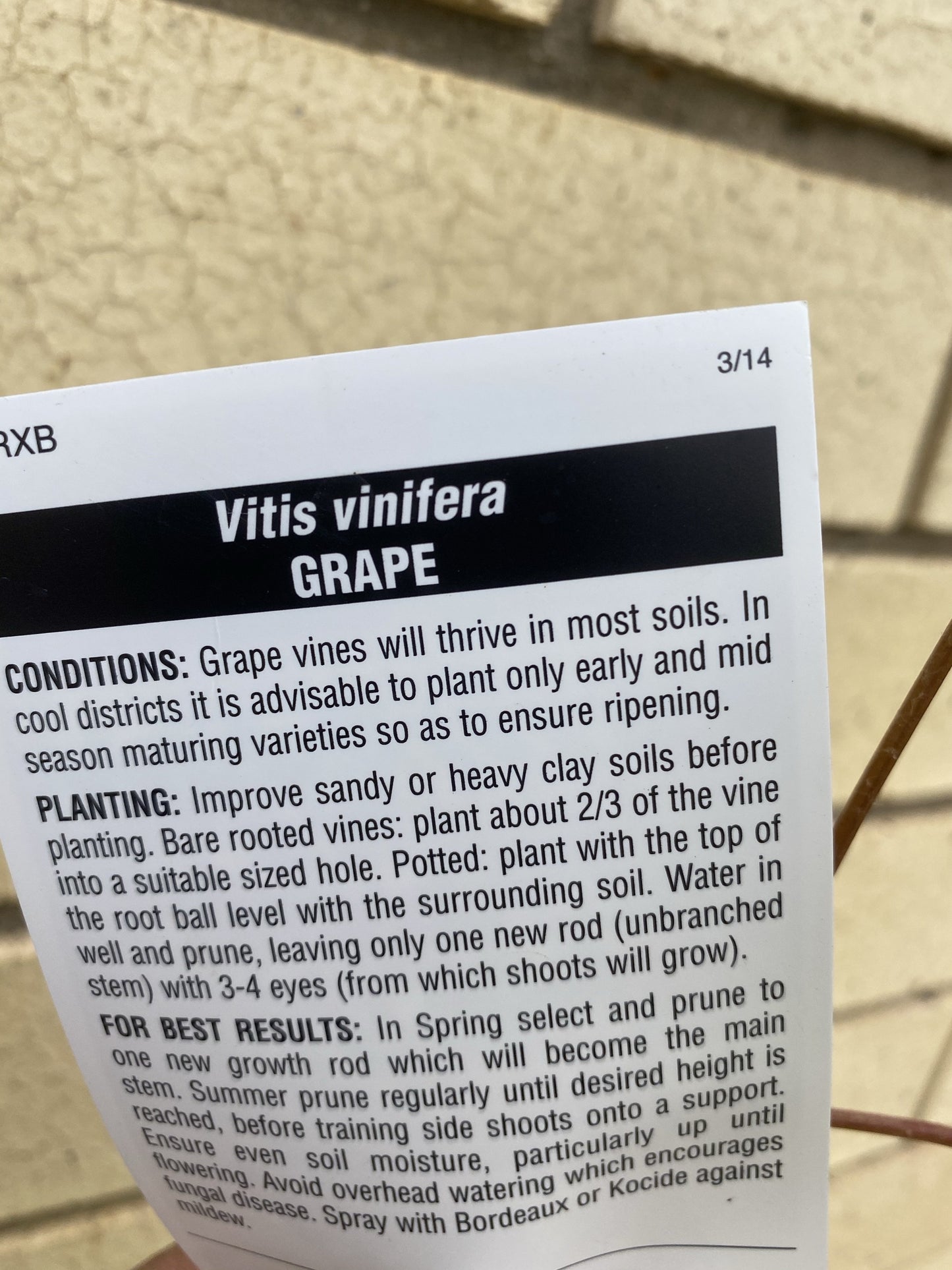 Grape - Isabella Black