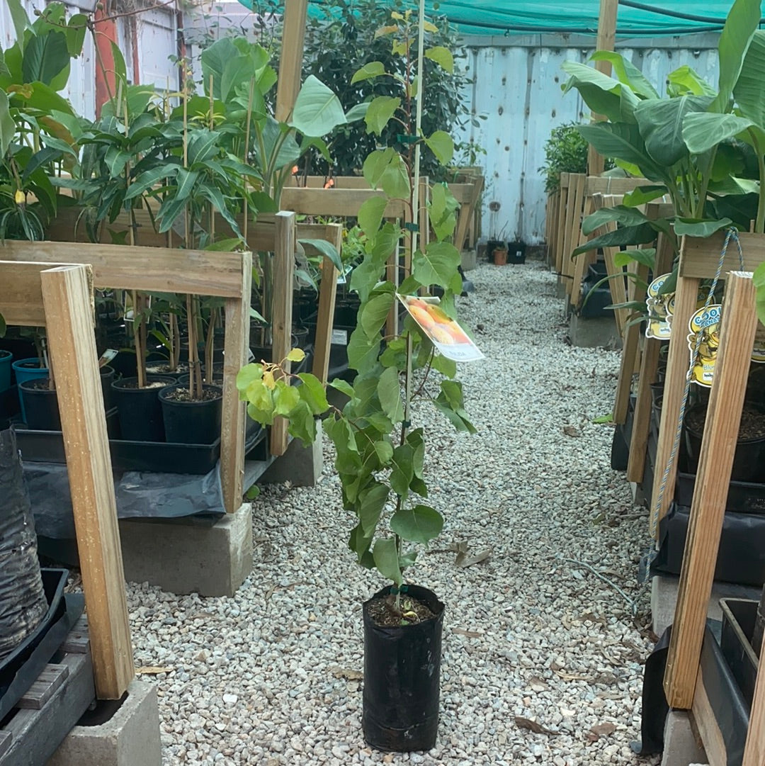 Dwarf Apricot - Bulida