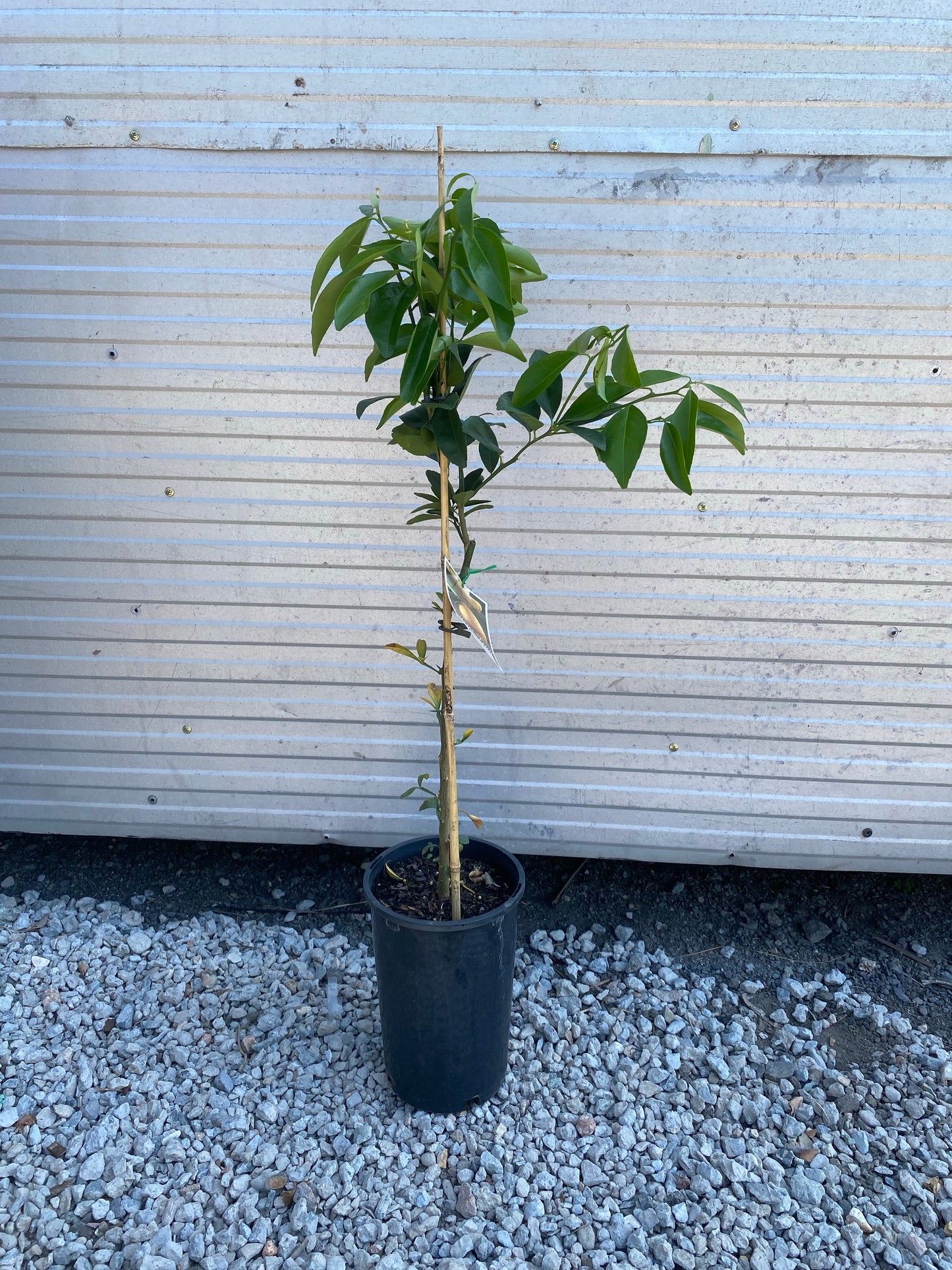 Orange - Washington Navel: RESTRICTED TO QLD