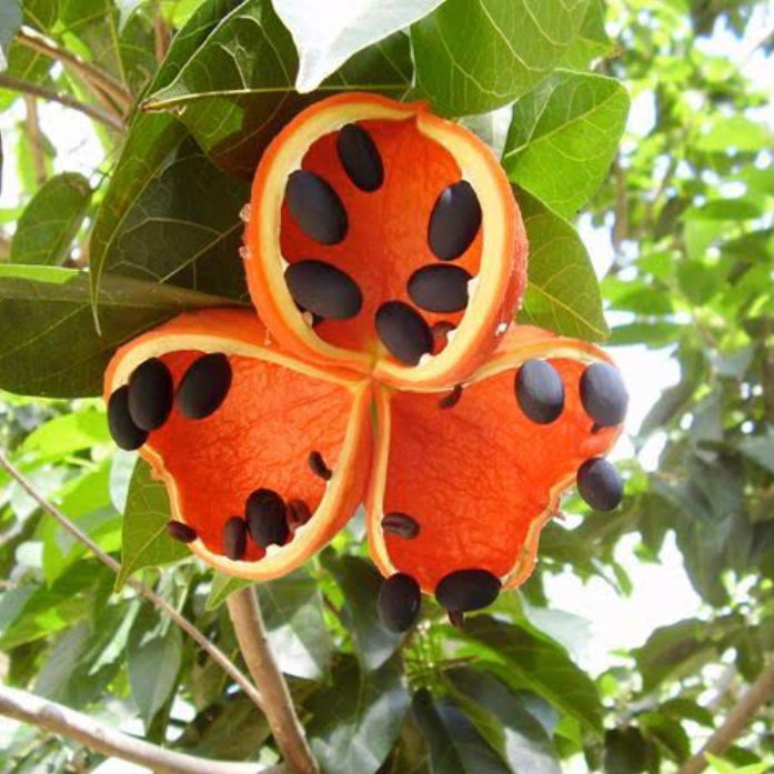 Rainforest Peanut Tree