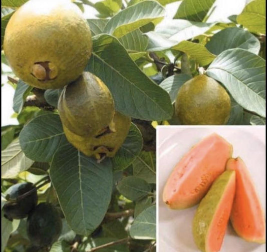 Guava - Hawaiian