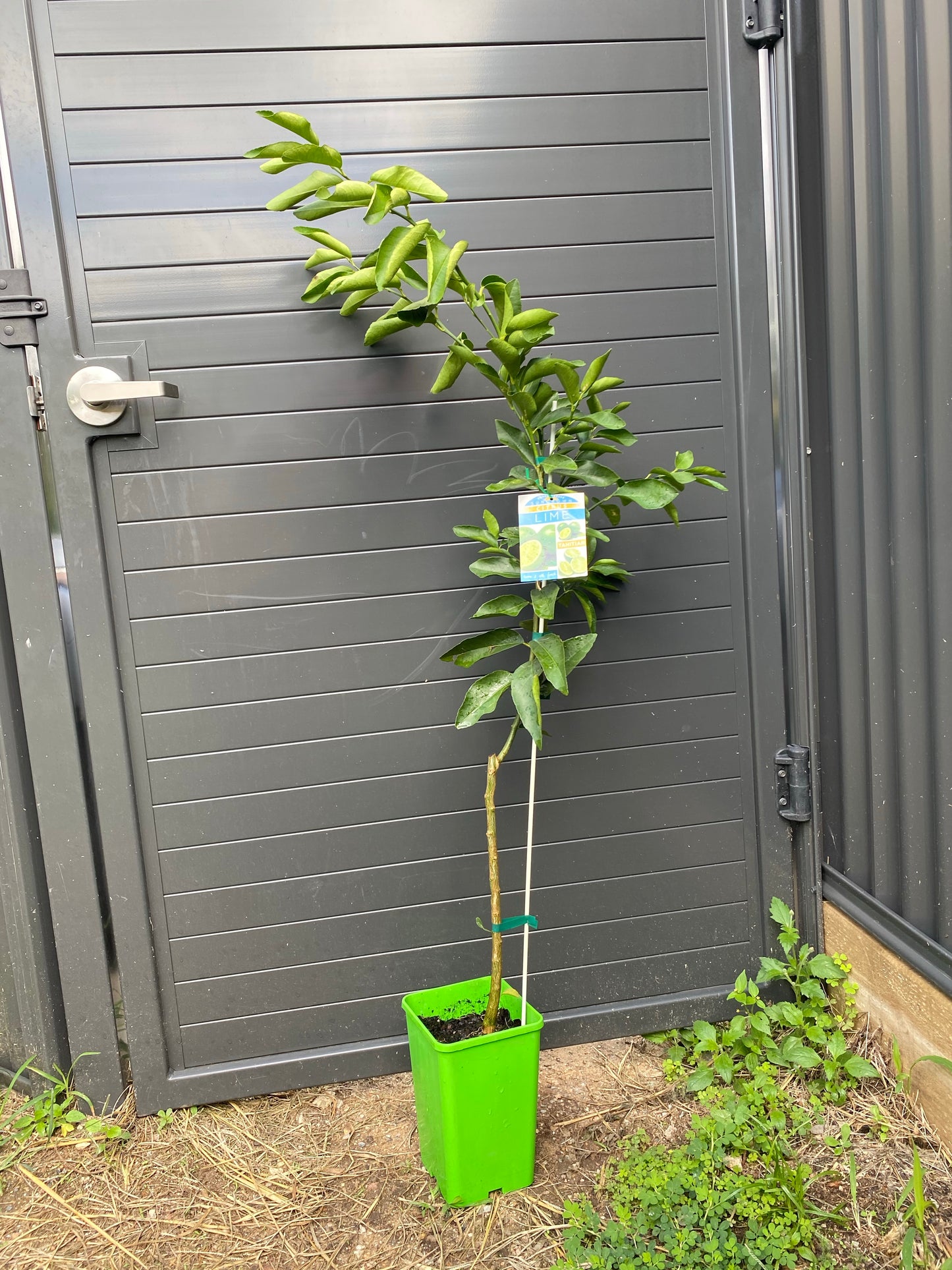 Tahitian Lime: RESTRICTED TO QLD