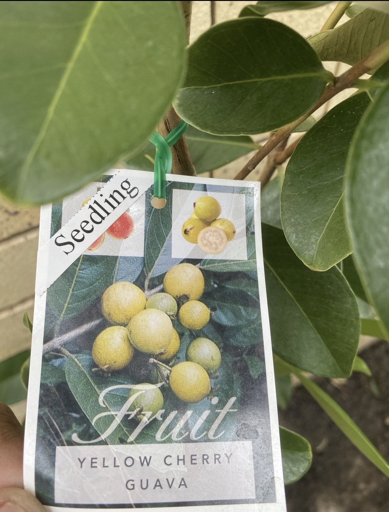 Yellow Cherry Guava