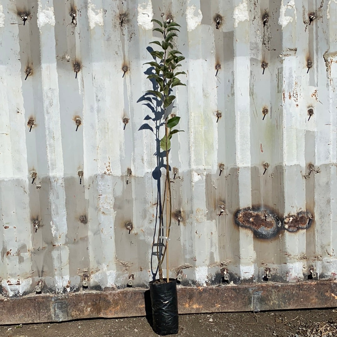 Apple - Bick’s Green