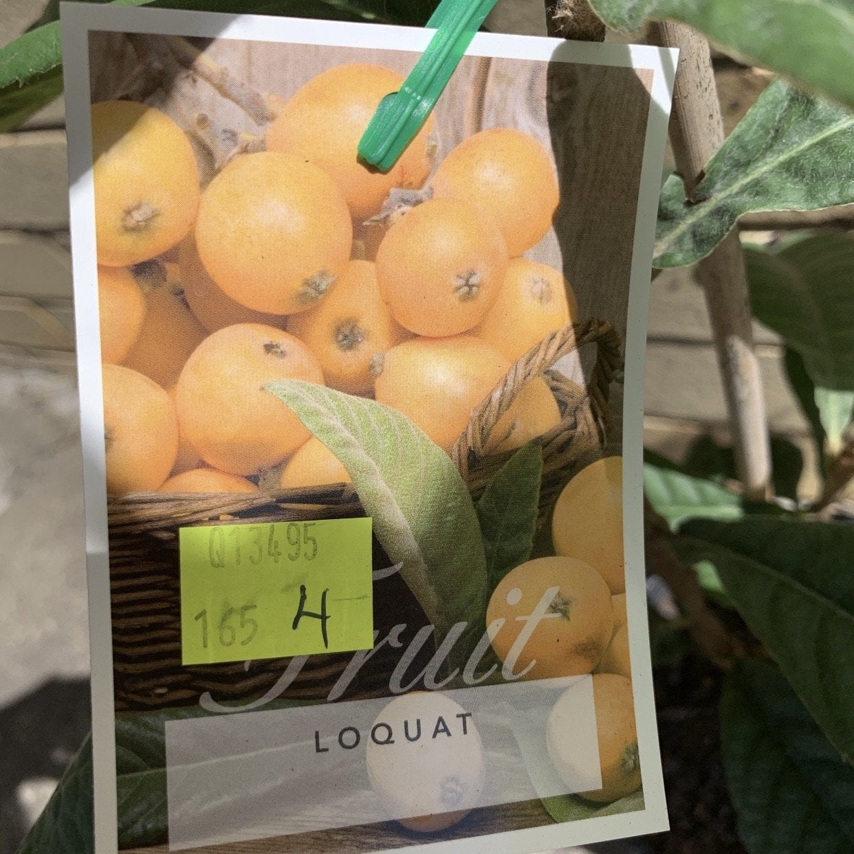 Loquat