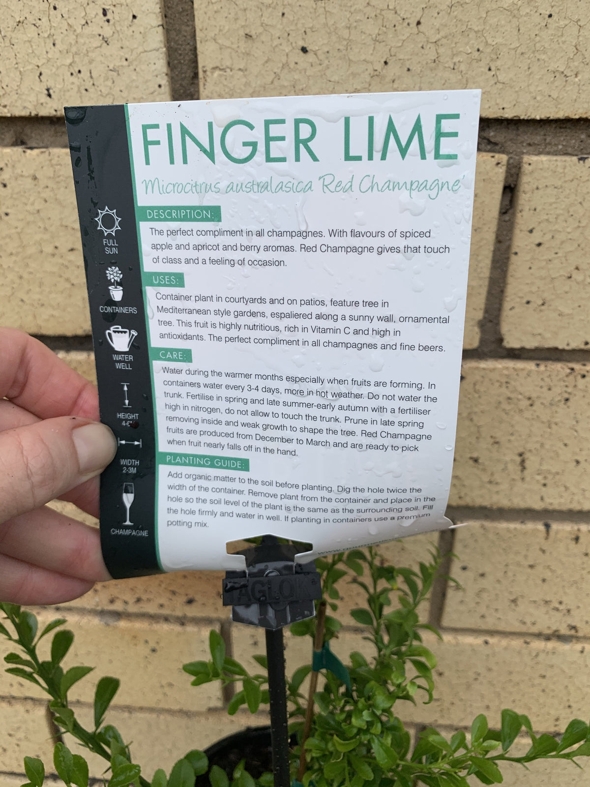 Finger Lime - Red QLD ONLY