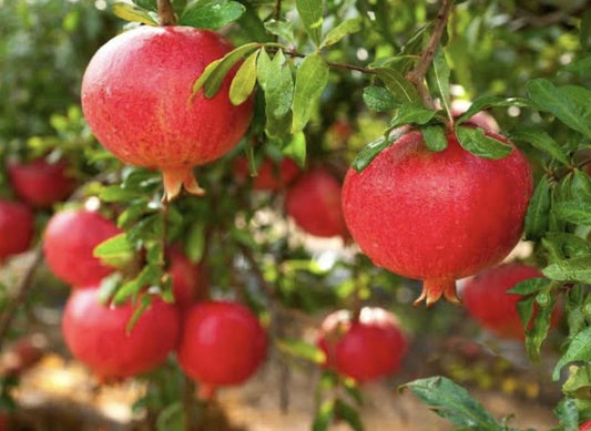 Pomegranate - Wonderful (Medium)