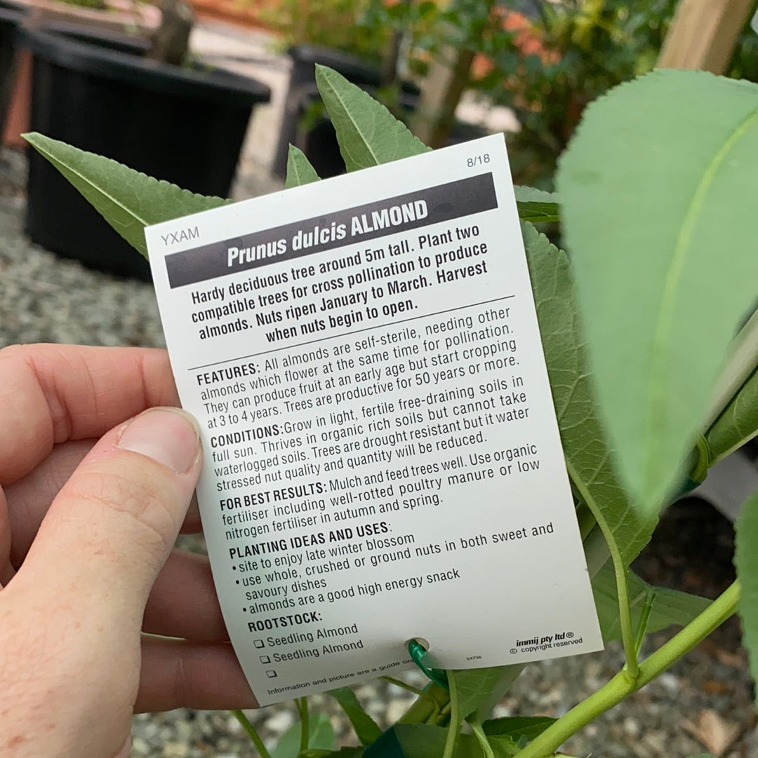 Almond - Double Grafted