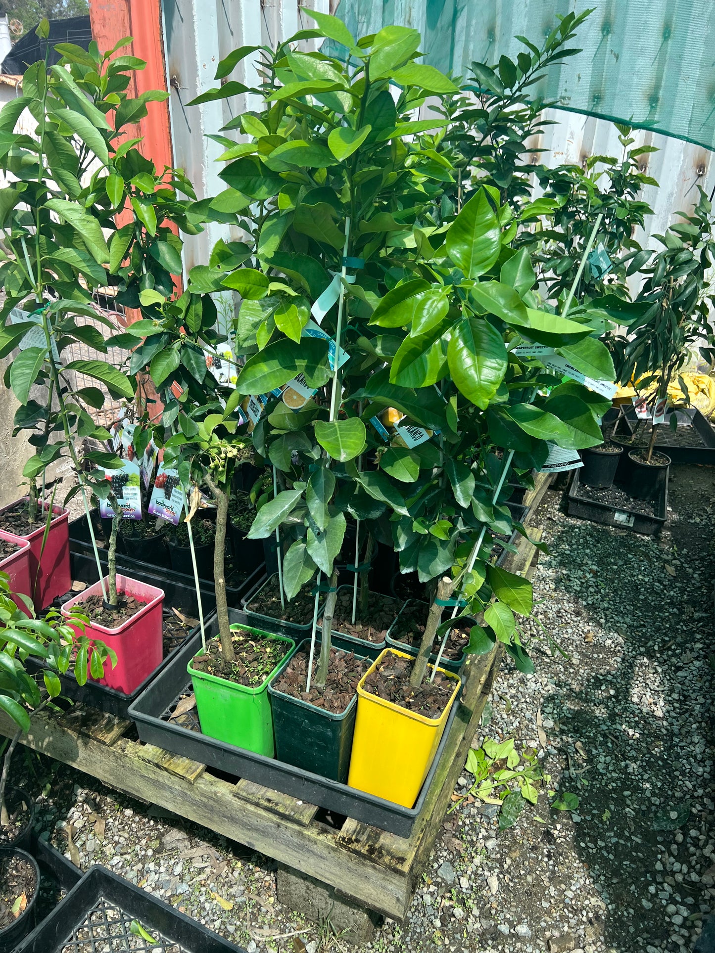 Grapefruit - Oroblanco QLD ONLY