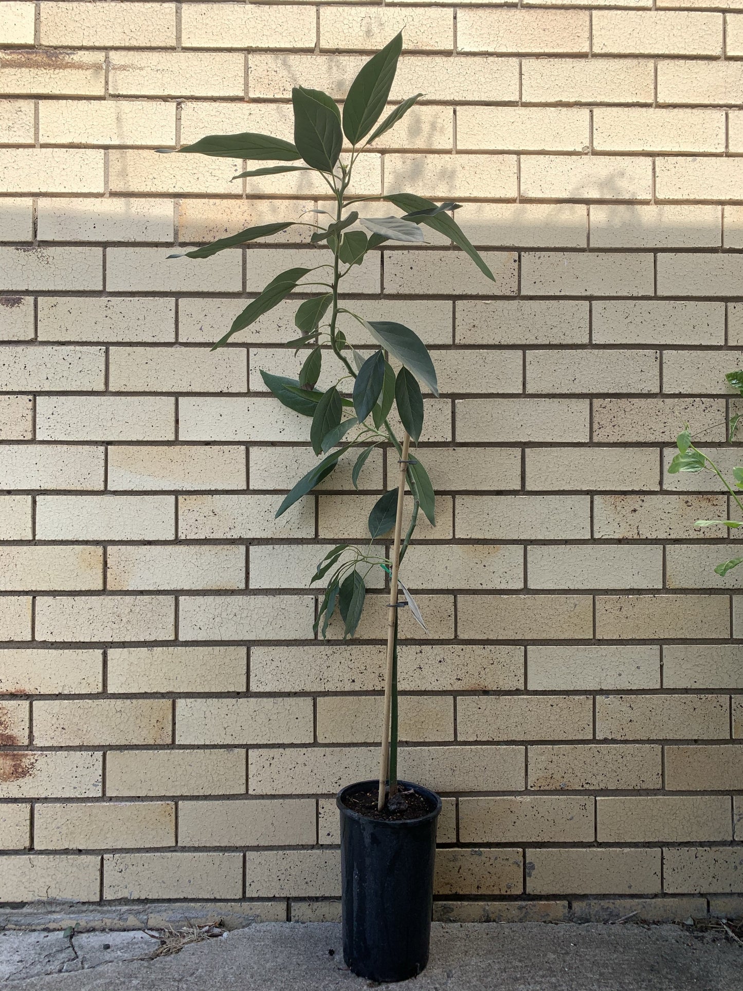 Avocado - Hass (type A)