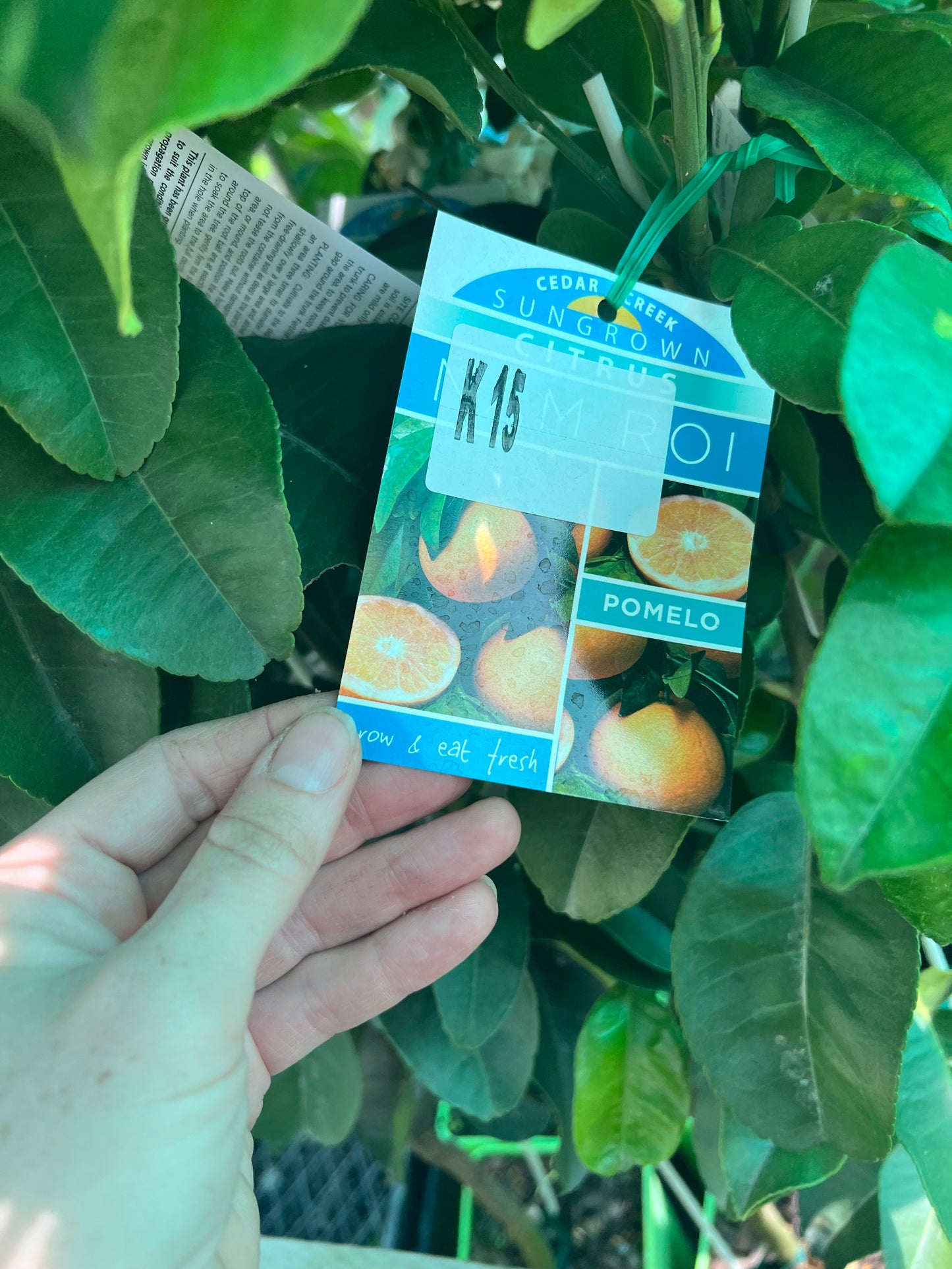 Pomelo - K15 QLD ONLY