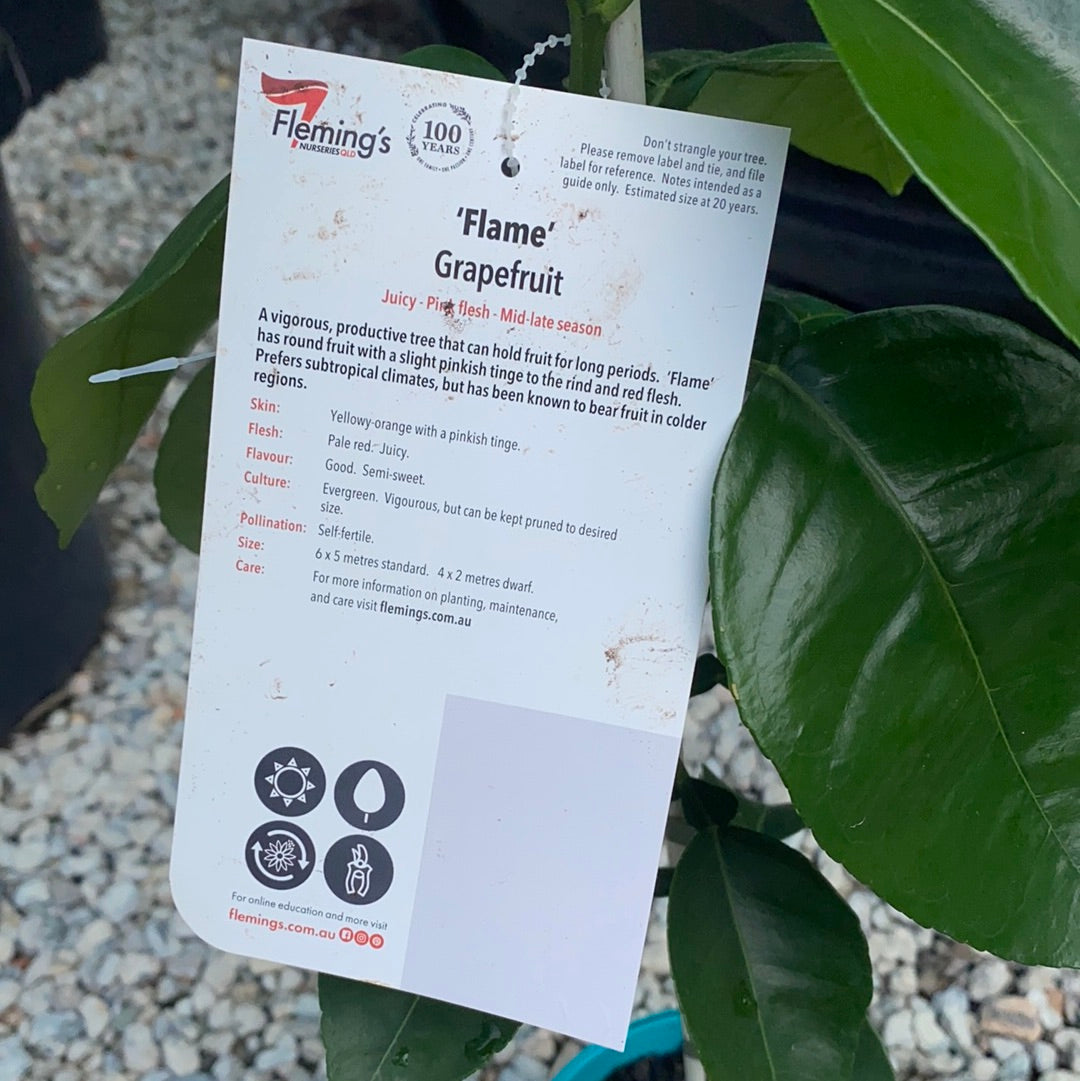 Grapefruit - Flame RESTRICTED TO QLD