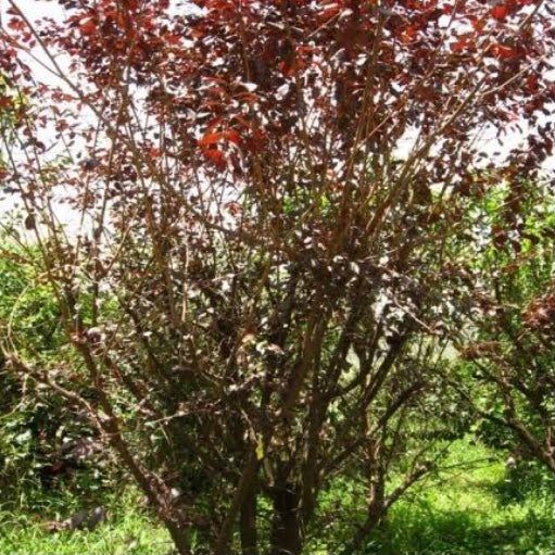 Plum - Yarrahapinni Blood