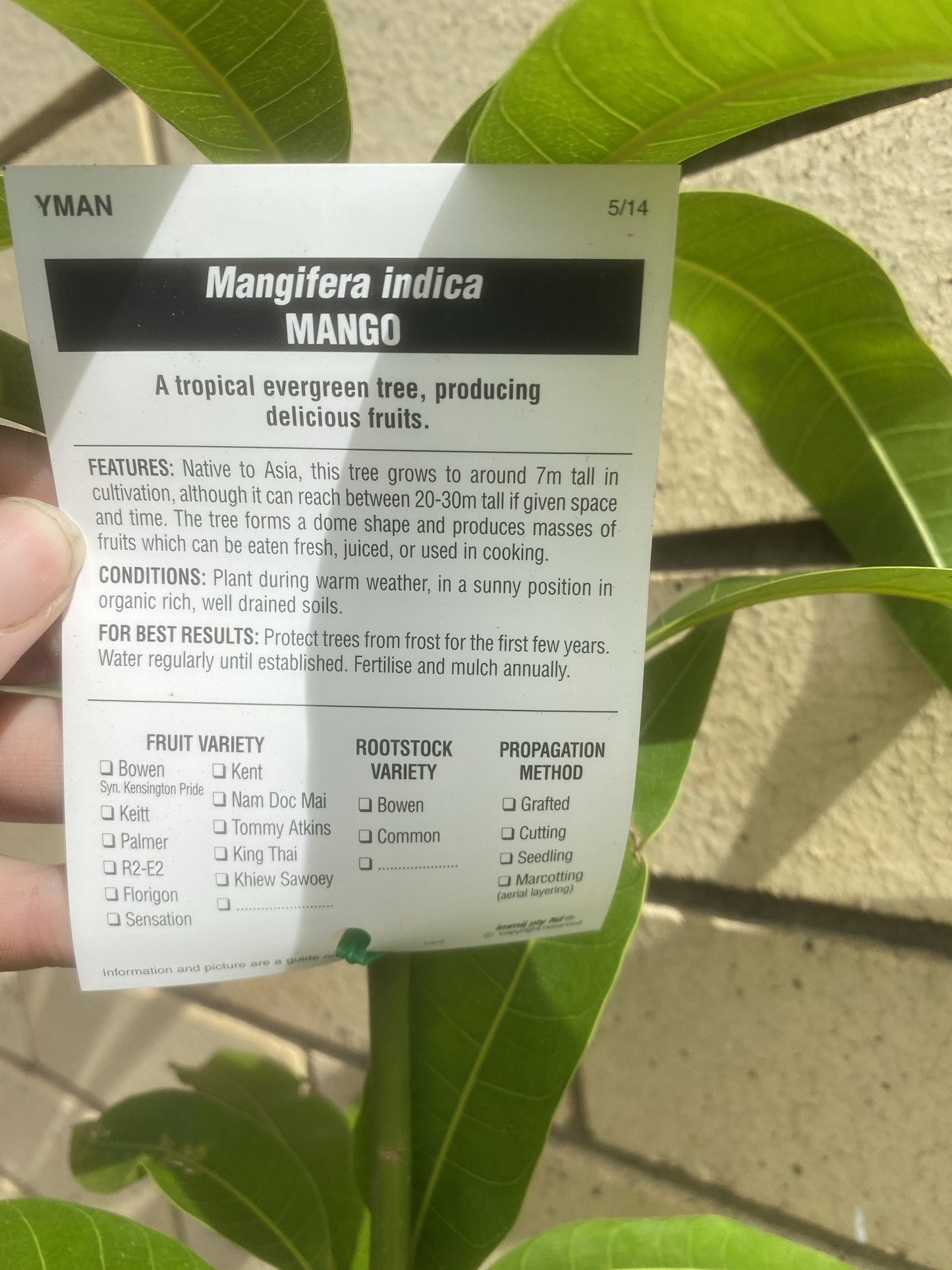 Mango - Kensington Pride