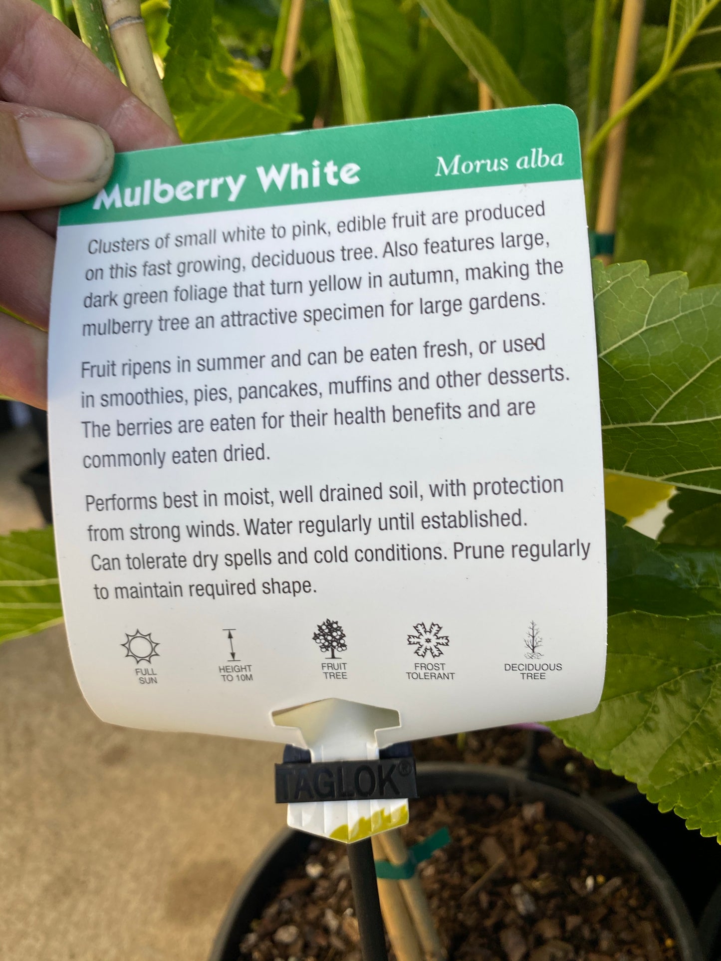 Mulberry - White