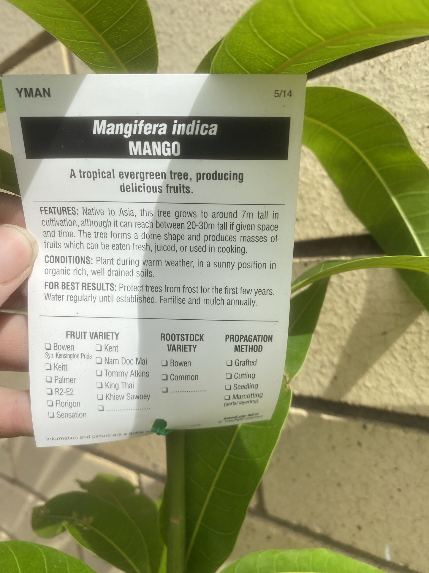 Mango - Kensington Pride Seedling
