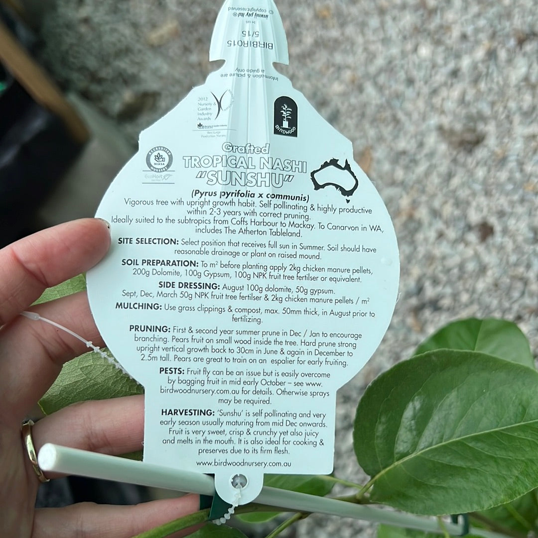 Pear - Tropical Bonza