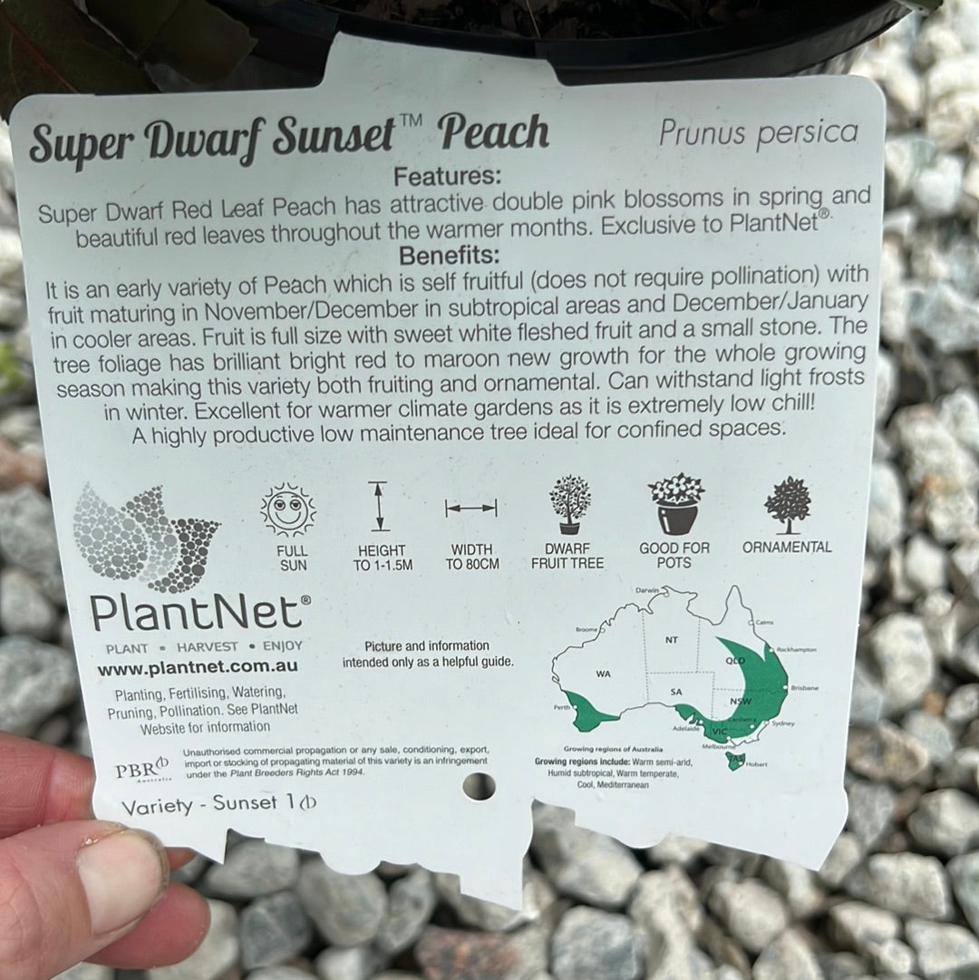 Super Dwarf Peach