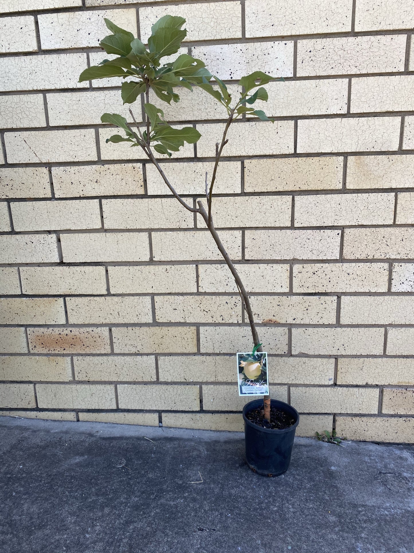 Apple - Dwarf Golden Dorsett