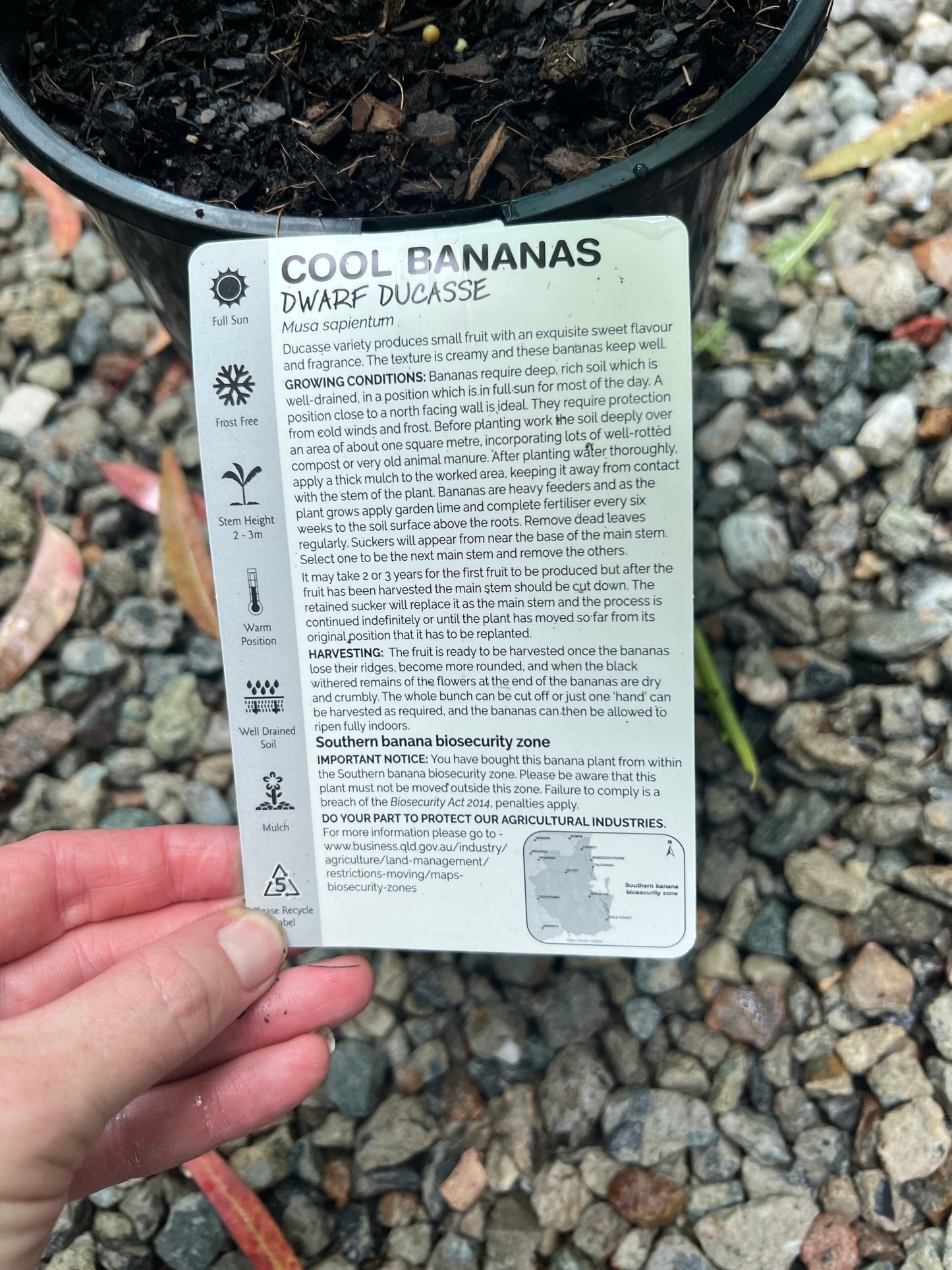 Dwarf Duccase / Sugar Banana RESTRICTED TO SE QLD BANANA REGION