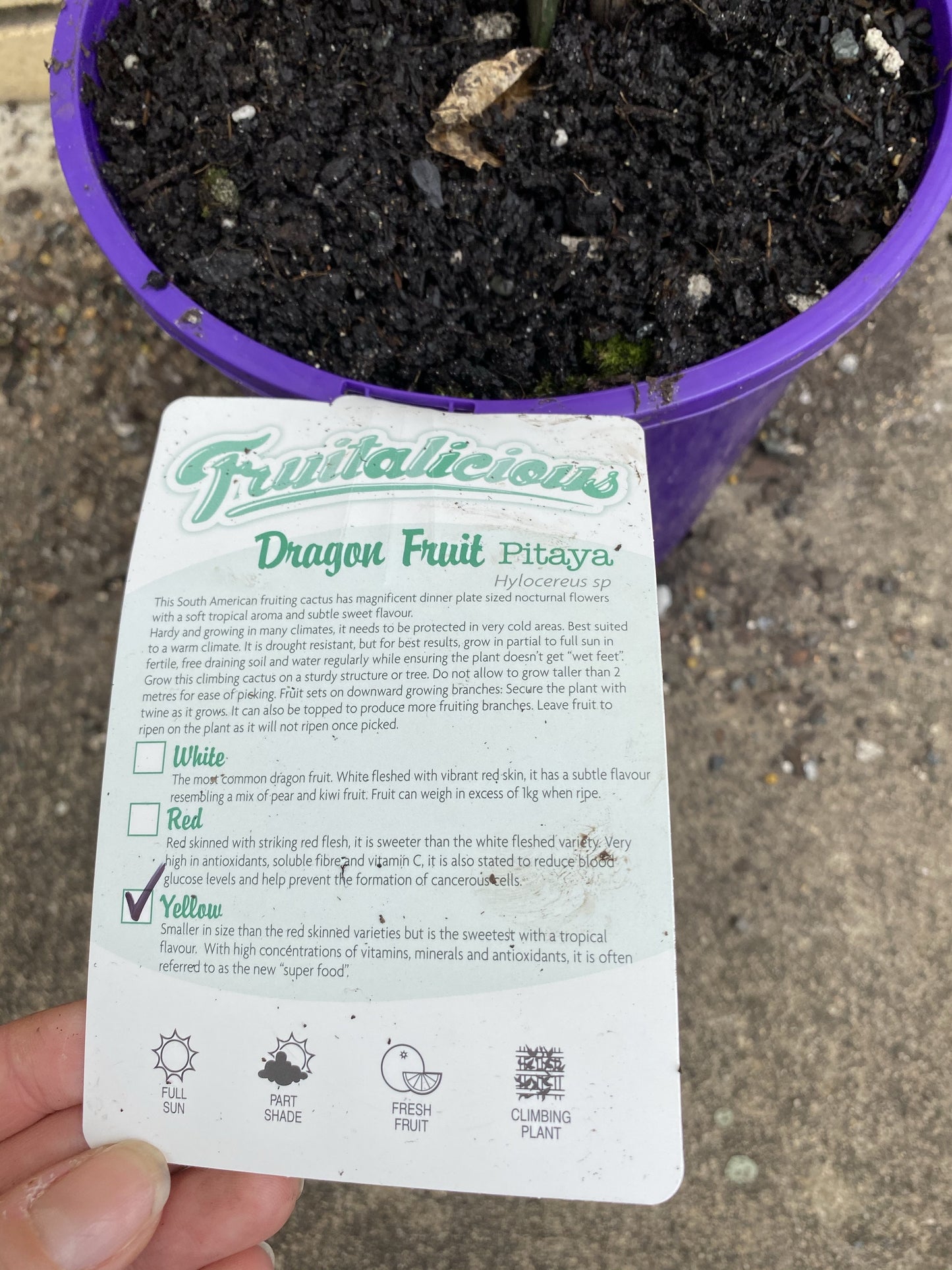 Dragonfruit - Yellow