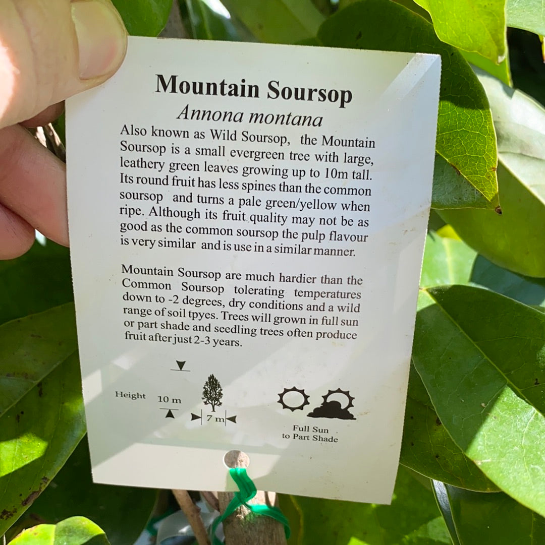 Mountain Soursop
