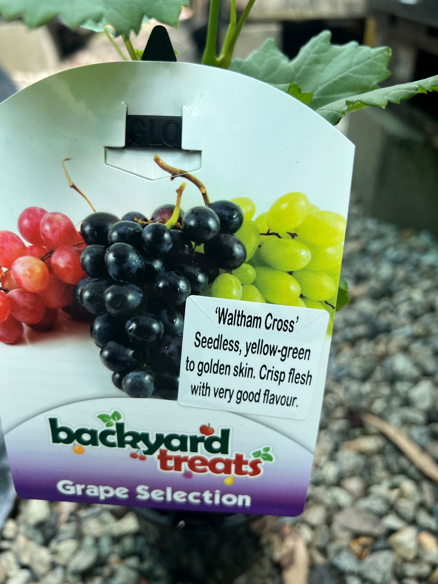 Grapes - Waltham Cross