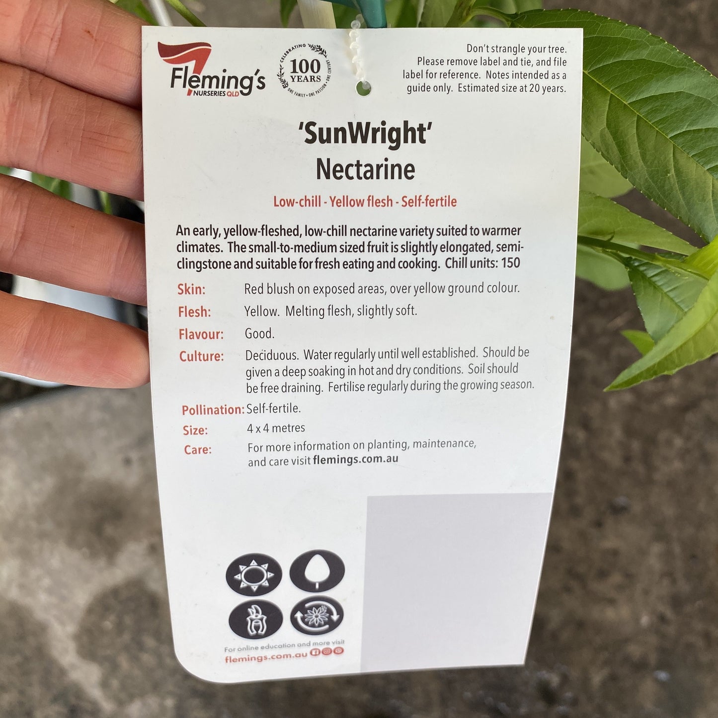 Nectarine - Sunwright