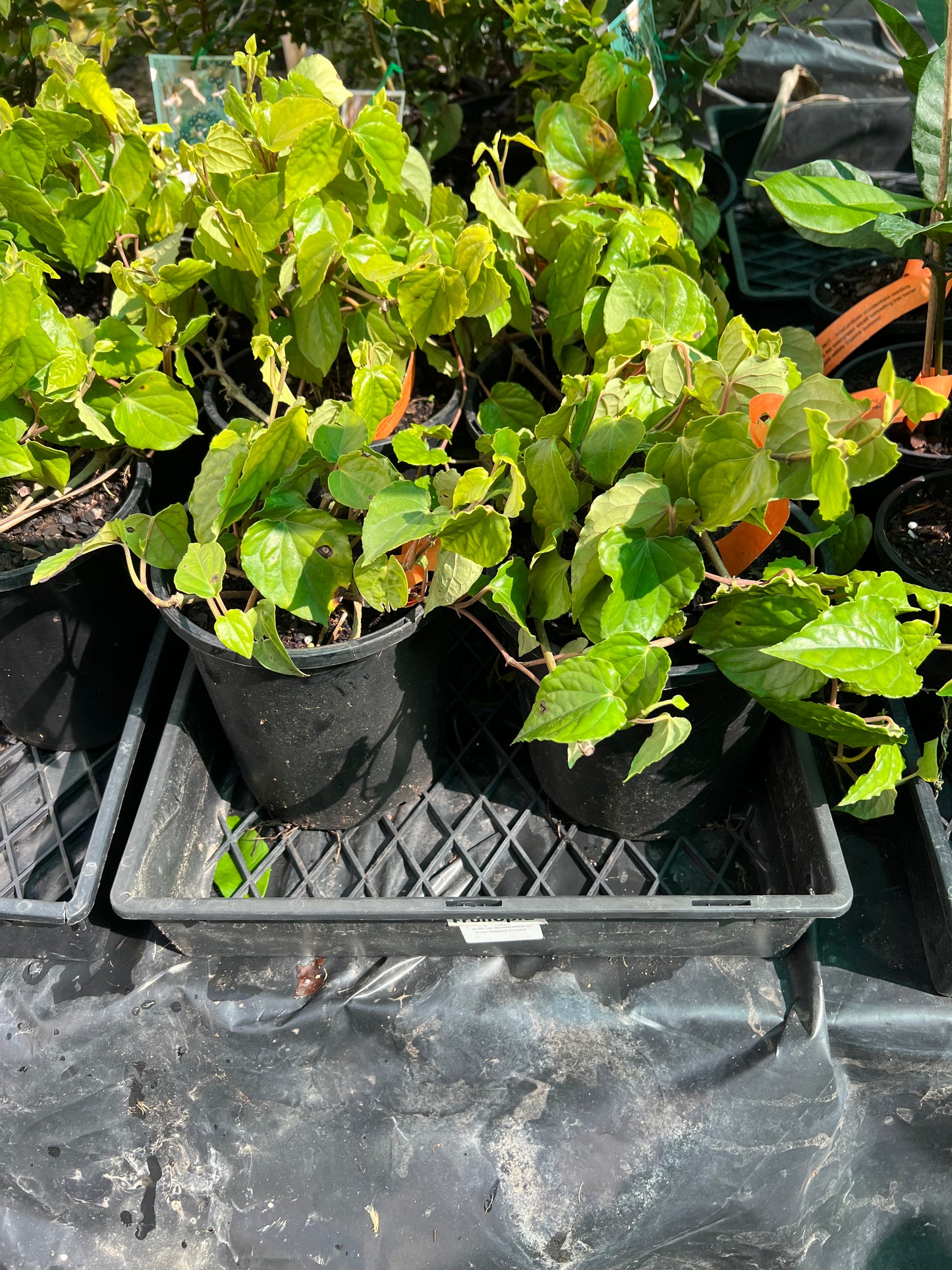 Betel Leaf