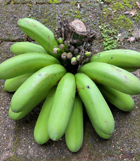 Banana - Goldfinger SOUTH EAST QLD ONLY
