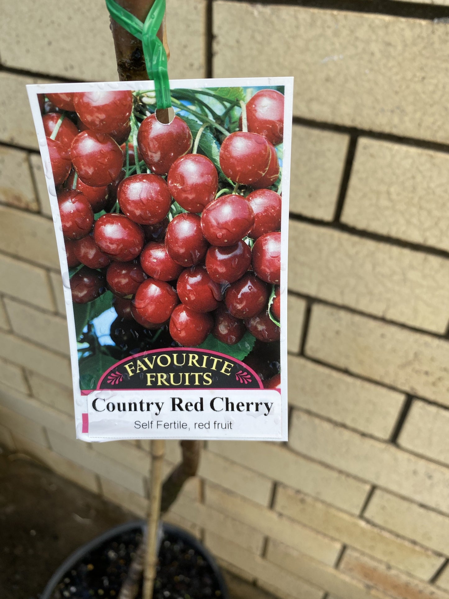 Cherry - Country Red