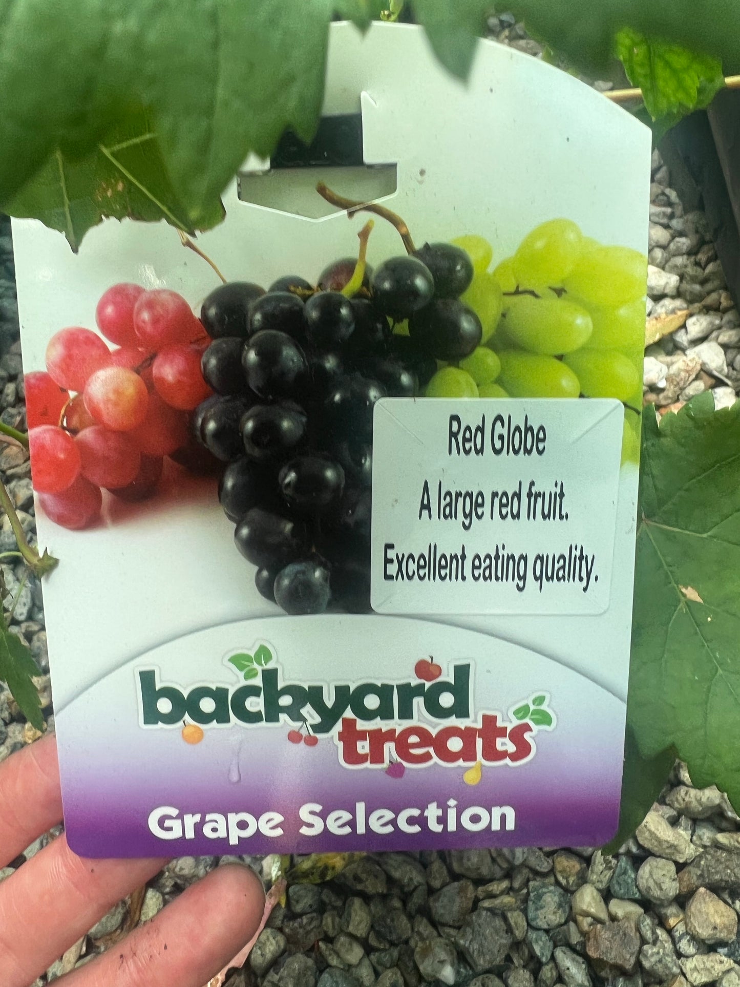Grapes - Red Globe