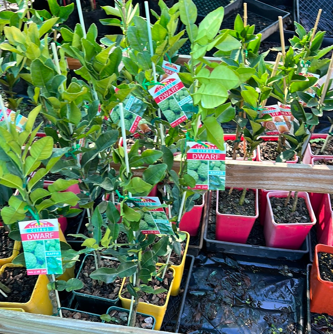 Dwarf Kaffir Lime: RESTRICTED TO QLD