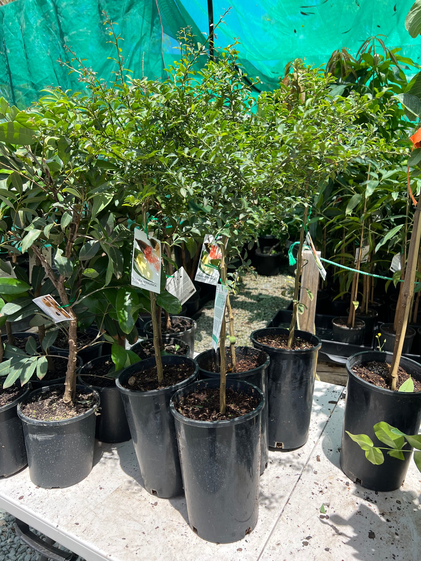 Finger Lime - Red Champagne RESTRICTED TO QLD