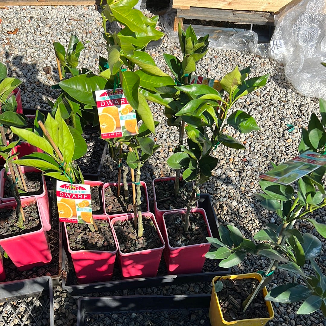 Dwarf Orange - Seedless Valencia: RESTRICTED TO QLD