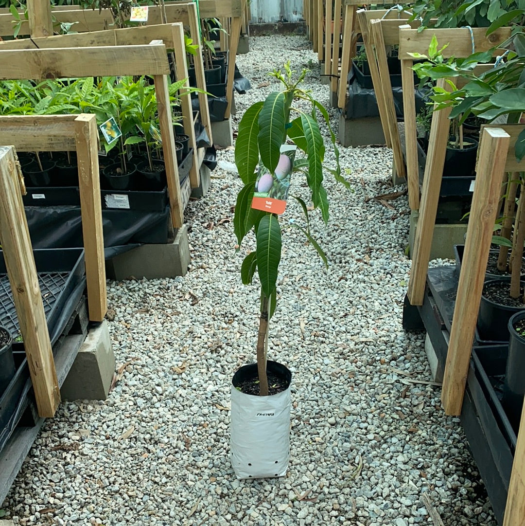 Mango - Keitt