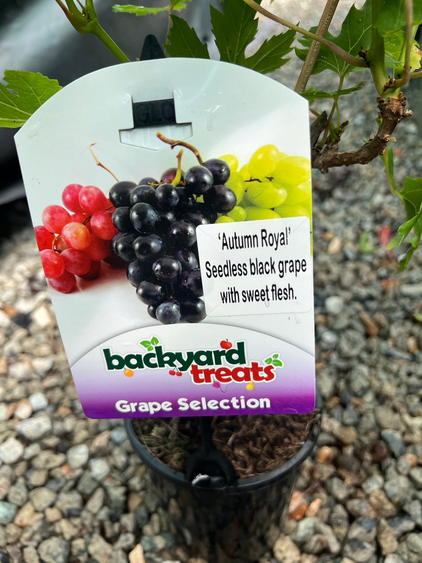 Grapes - Autumn Royal