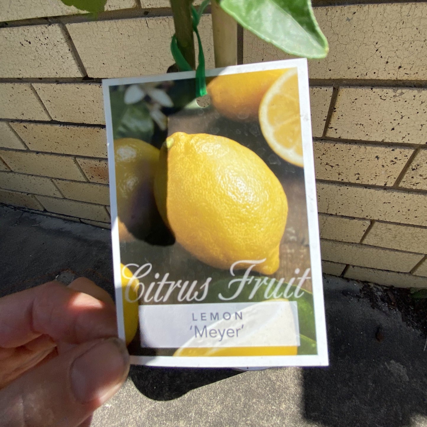 Lemon - Meyer