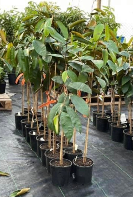 Star Apple - Haitian