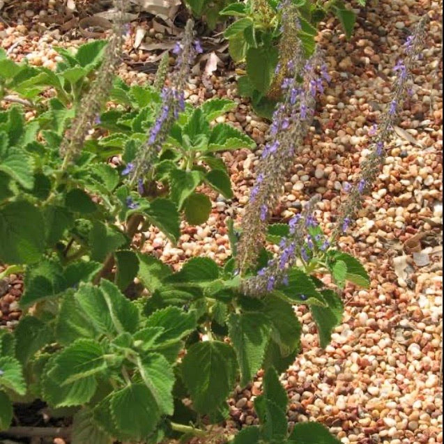 Bush Basil